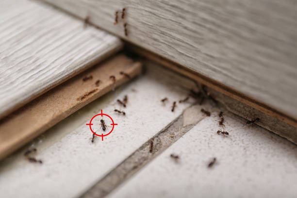 Best Best Pest Control Companies  in Bellmead, TX