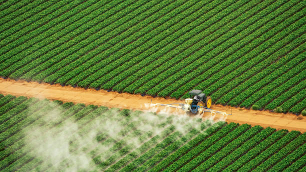 Best Ant Control Services  in Bellmead, TX